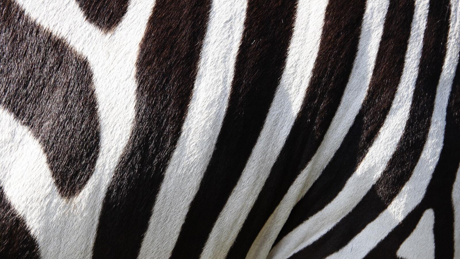 Wallpapers textures zebra animals on the desktop