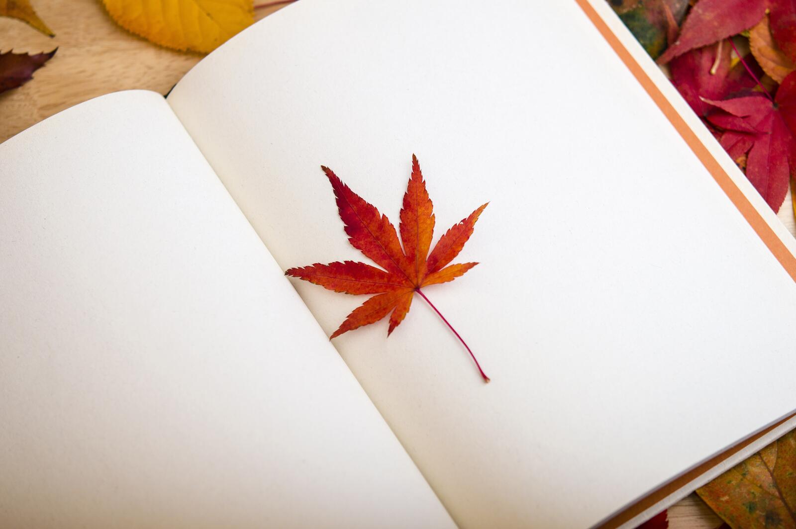 Wallpapers reading nature maple leaf on the desktop