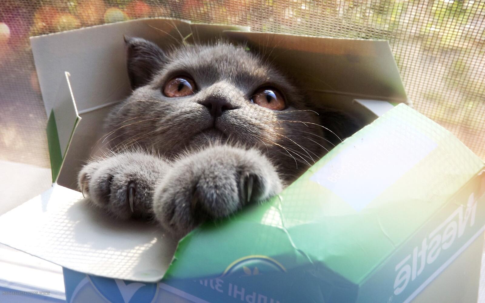 Wallpapers british shorthair kitten domestic cat on the desktop