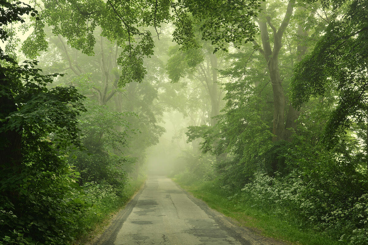 Picture about forest, road, trees