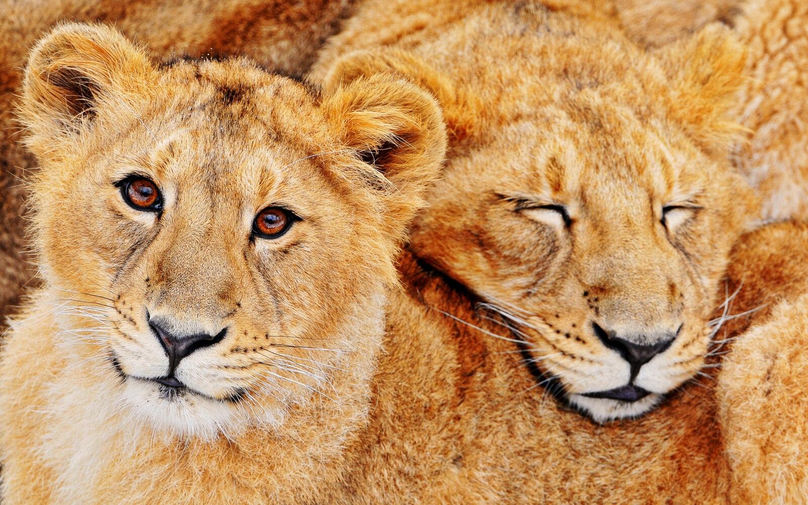 лев дикая природа пара
