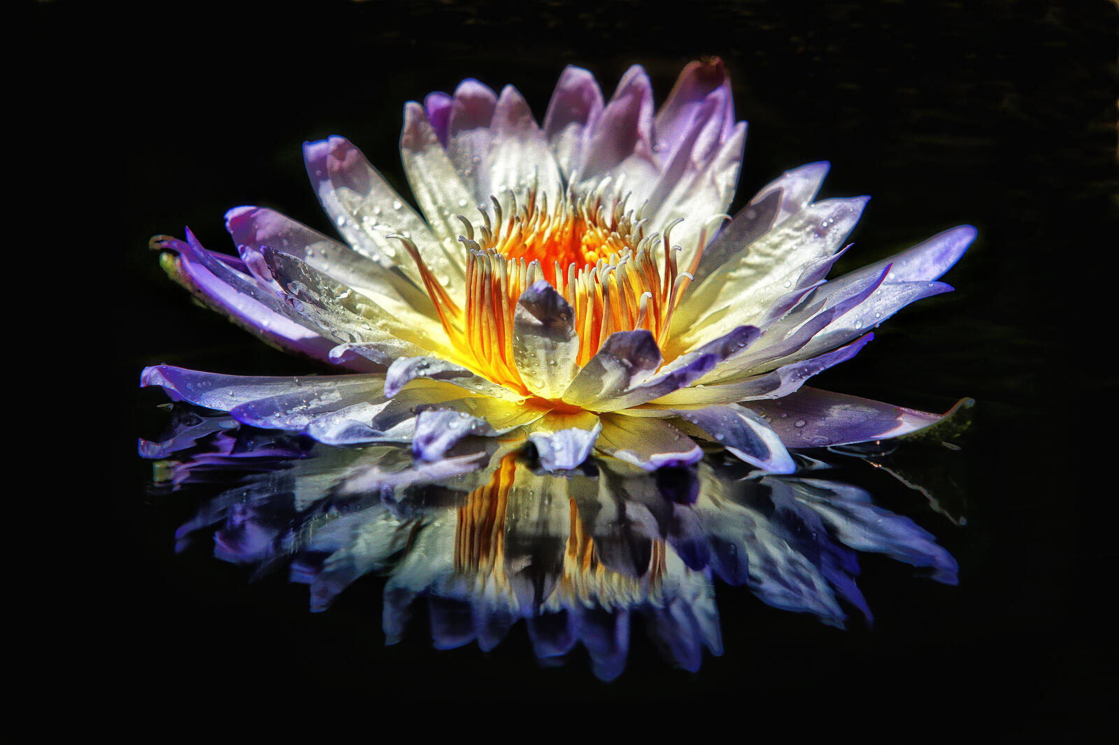 Бесплатное фото Фото водоём, водяные лилии в хорошем качестве