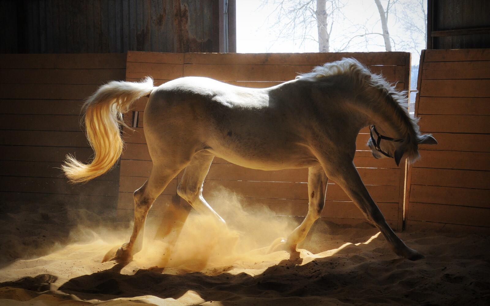 Обои очаровательная лошадь солнечные лучи на рабочий стол