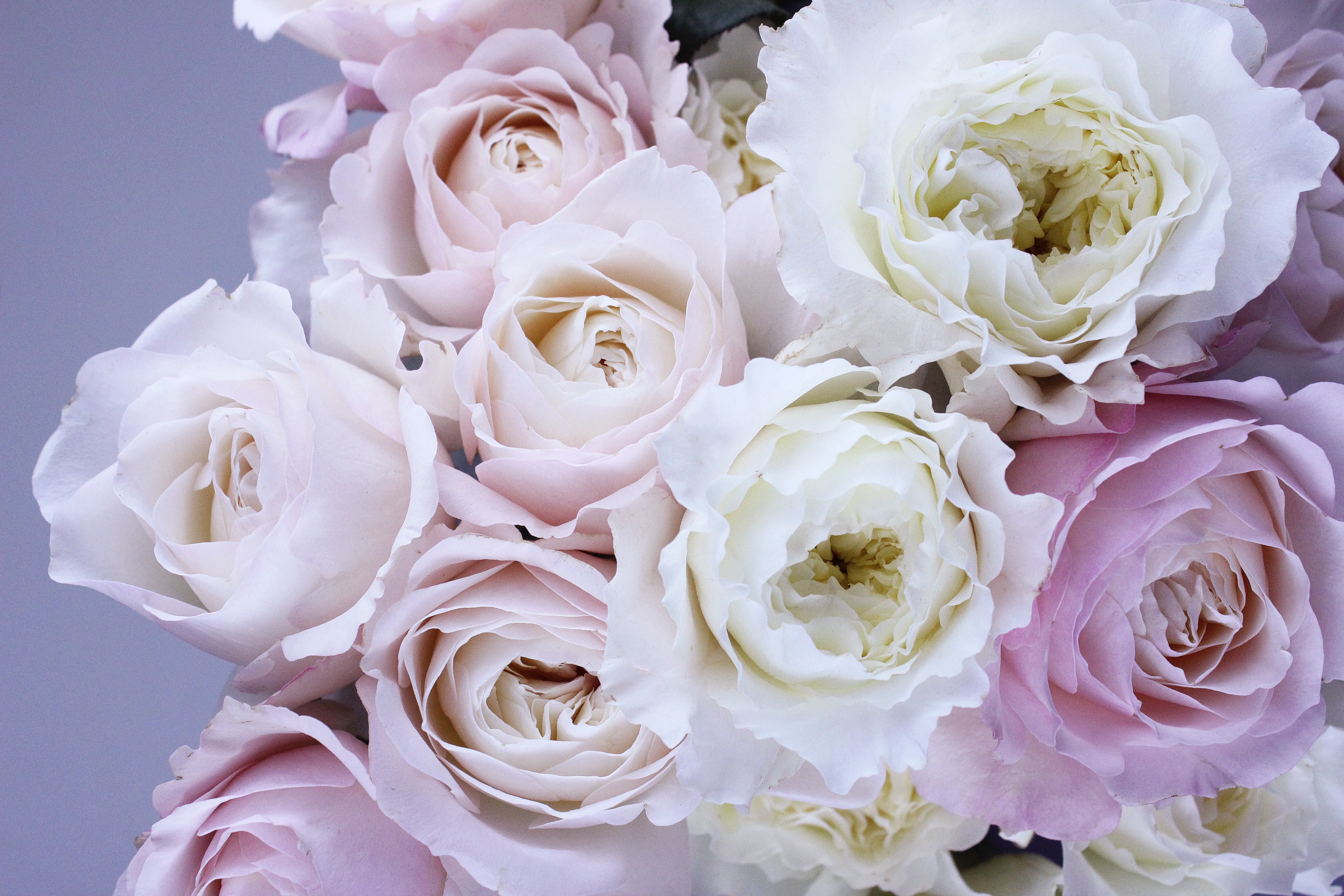 Обои розочки. Букет "розы Остина". Нюдовые пионы. Белые розы и пионы.