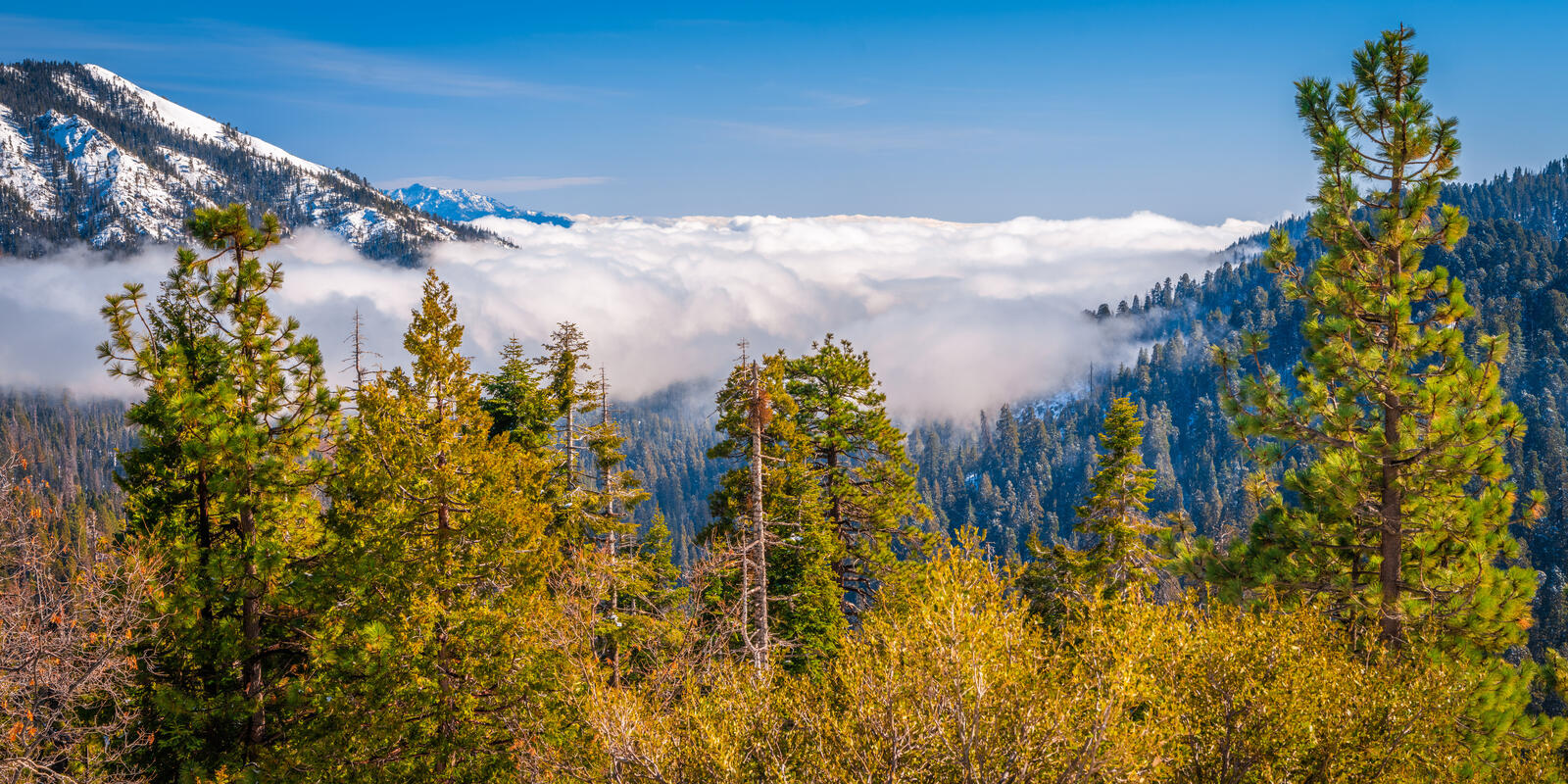 Wallpapers trees mountains California on the desktop