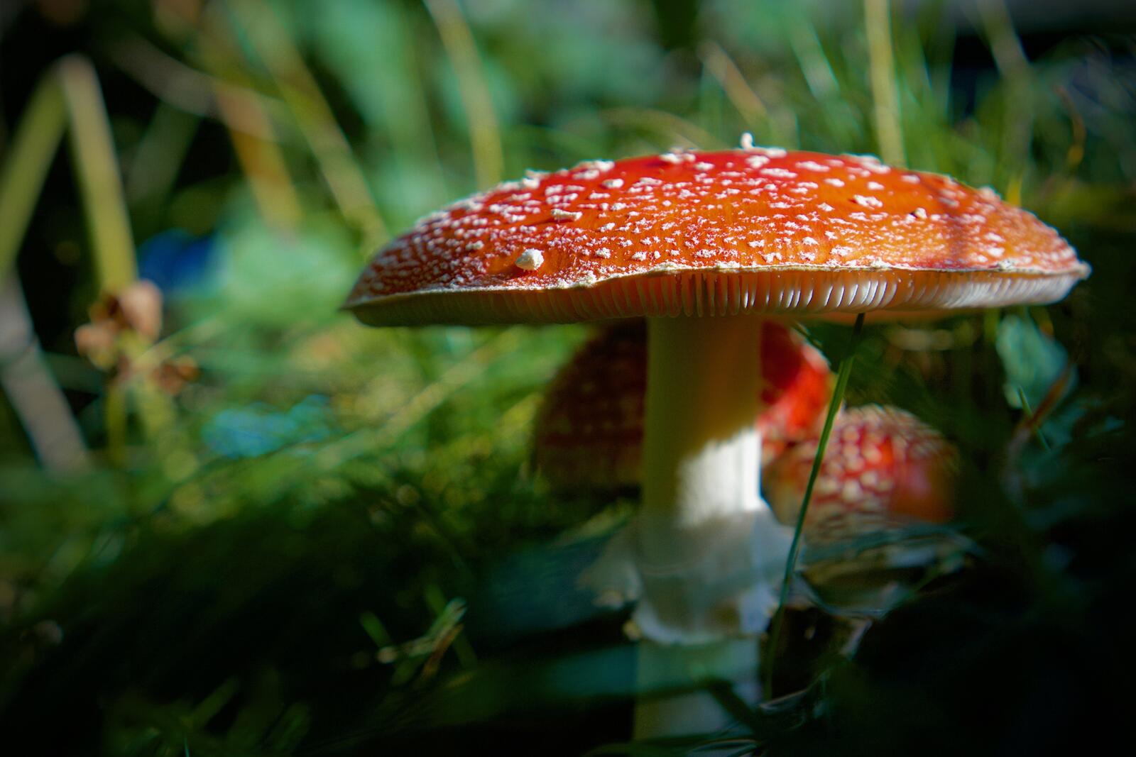 грибы крупным планом природа грибы природа мухомор