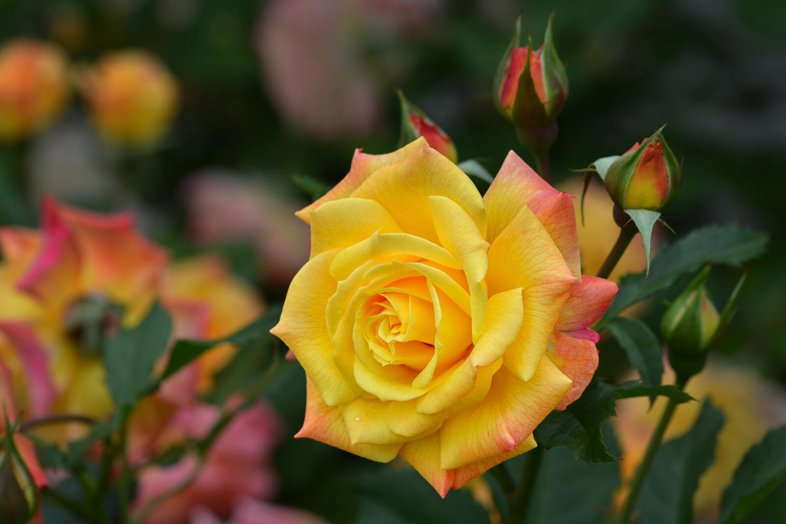 Free photo A lone yellow rose