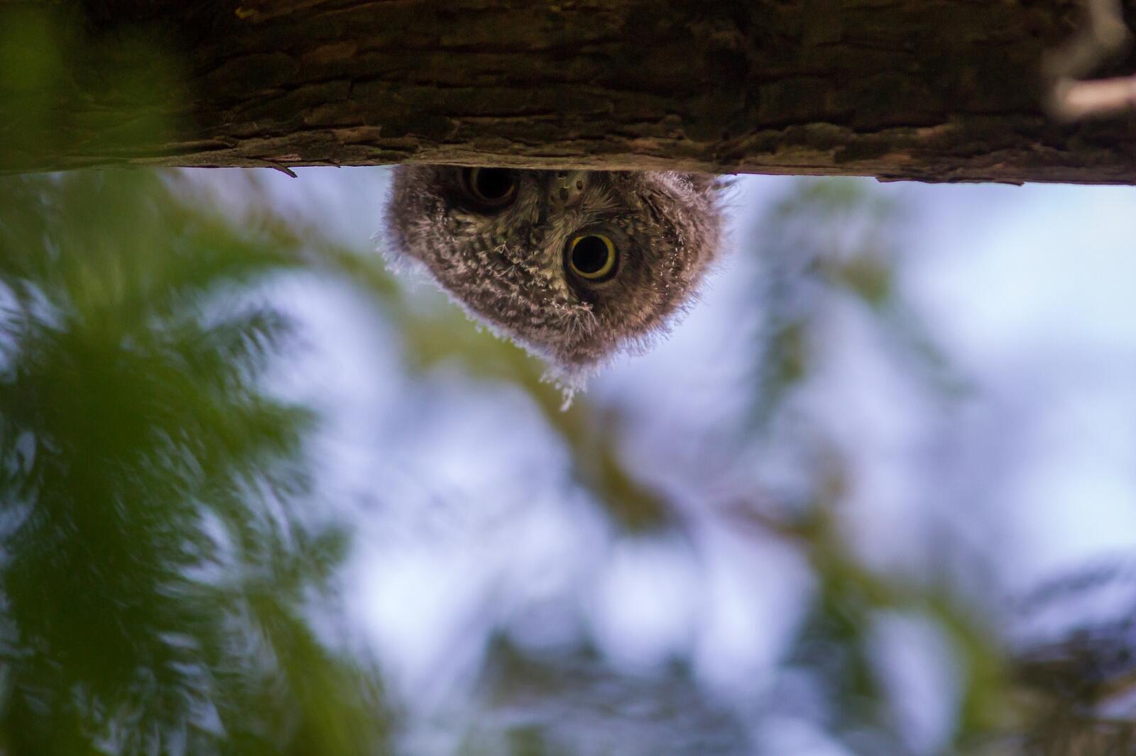 Free photo An owl peeks out from behind a tree