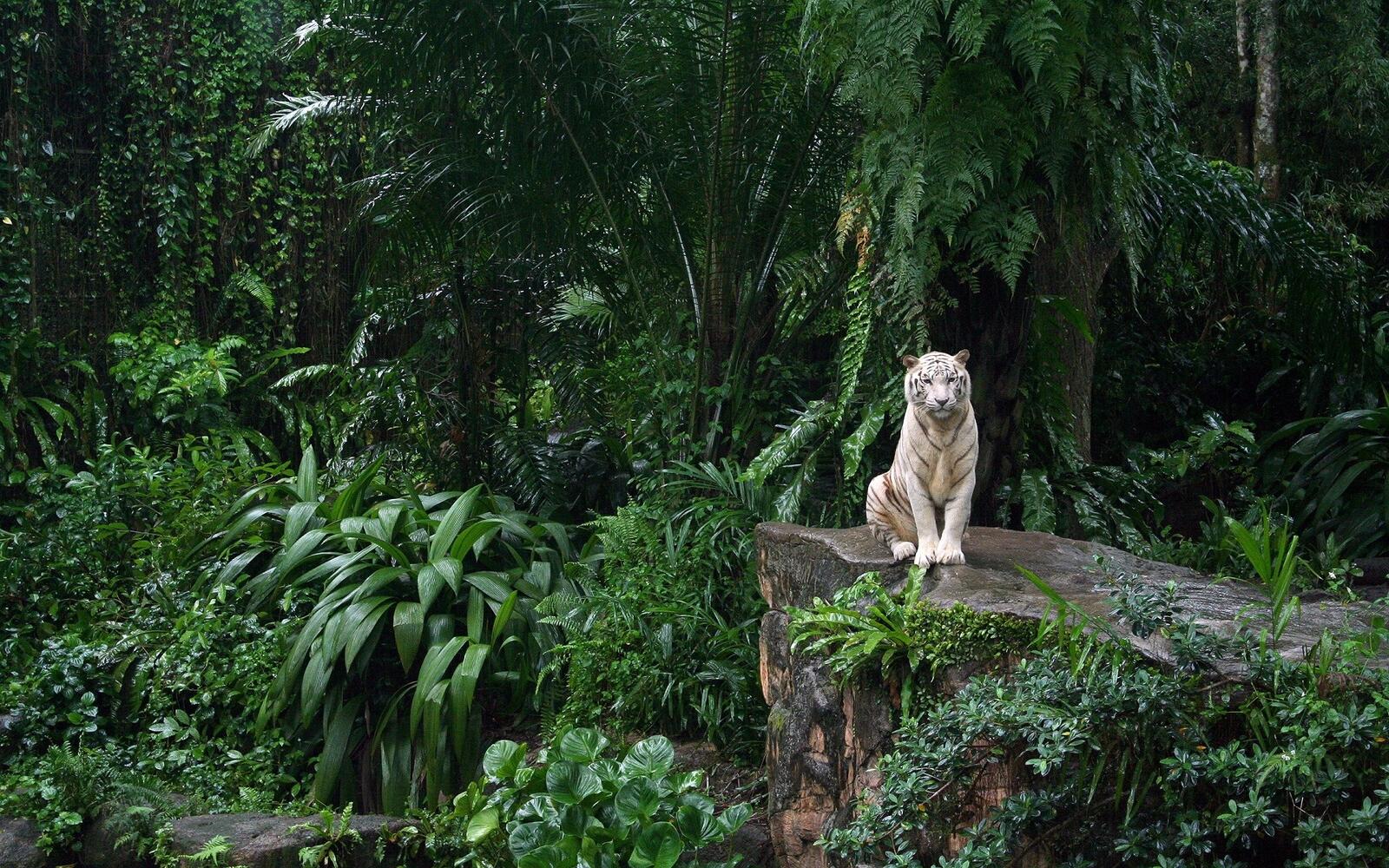 Обои белый тигр лес сидячий на рабочий стол
