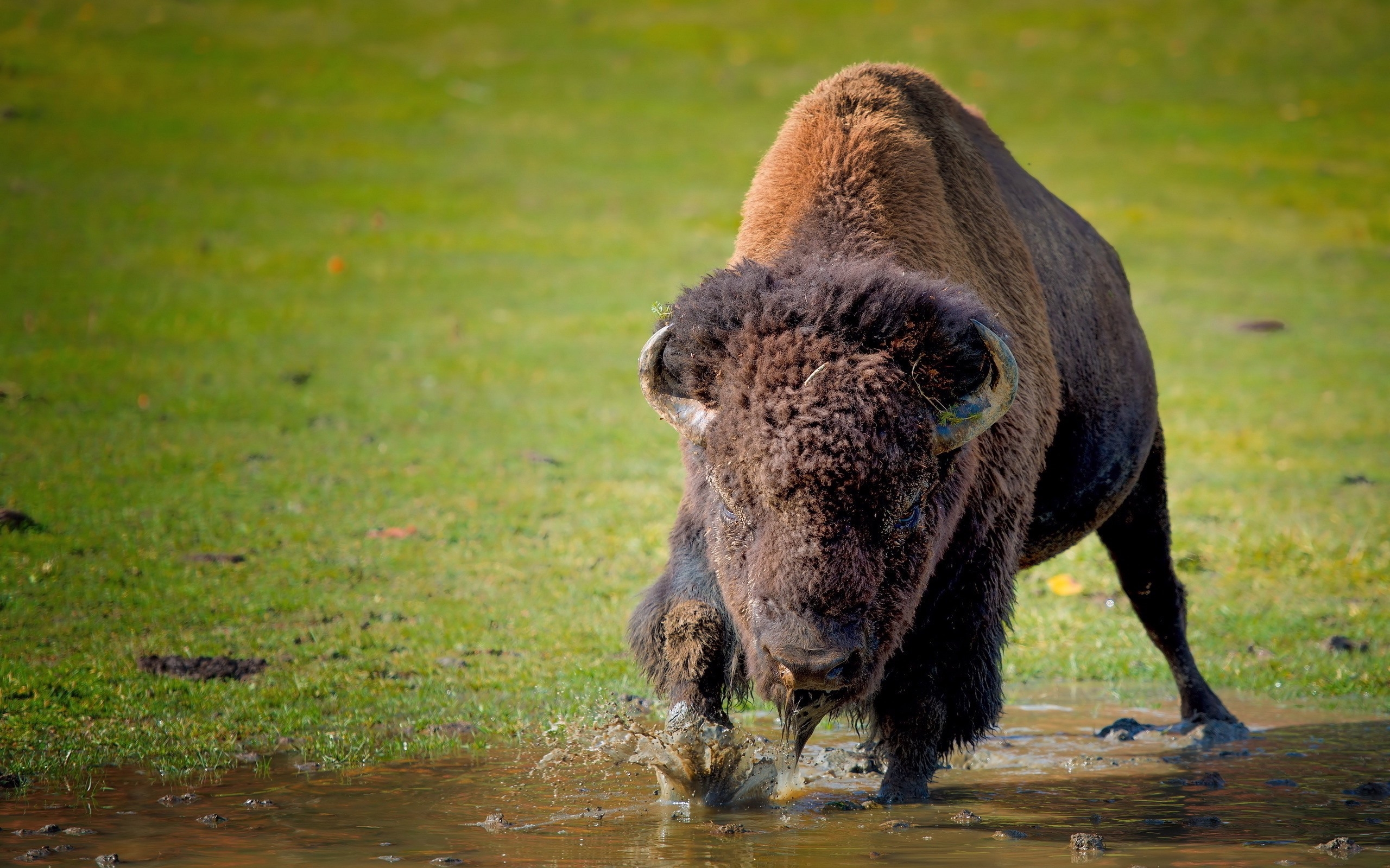 Wallpapers bison lawn grass on the desktop