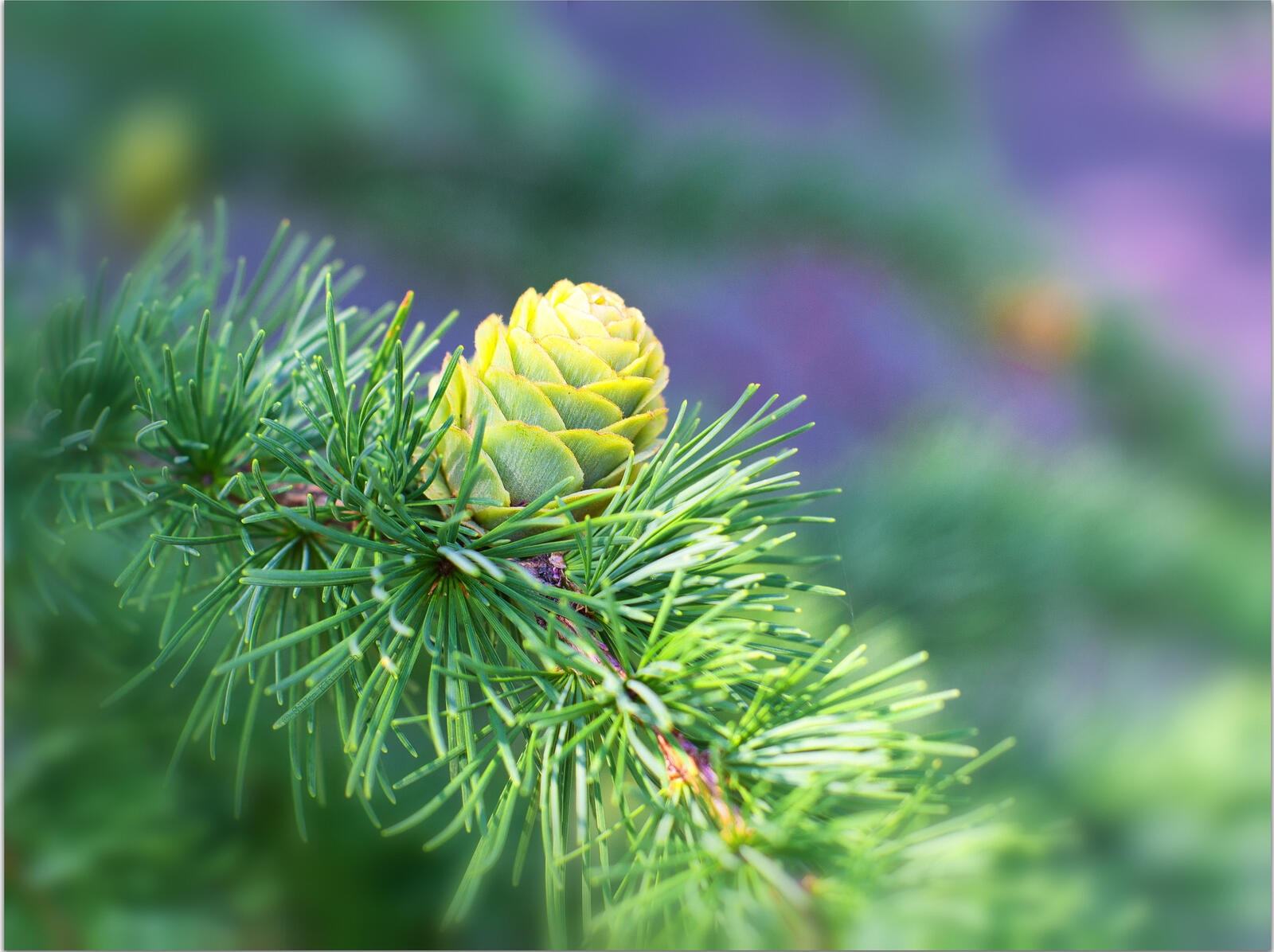 Wallpapers fir-tree nature cone on the desktop