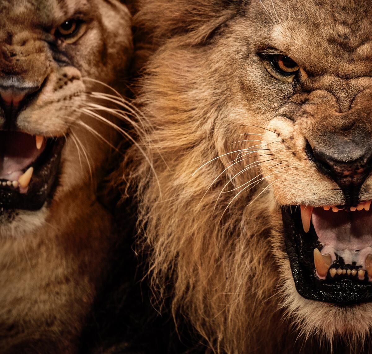 一头狮子和一只母狮对着观众咆哮