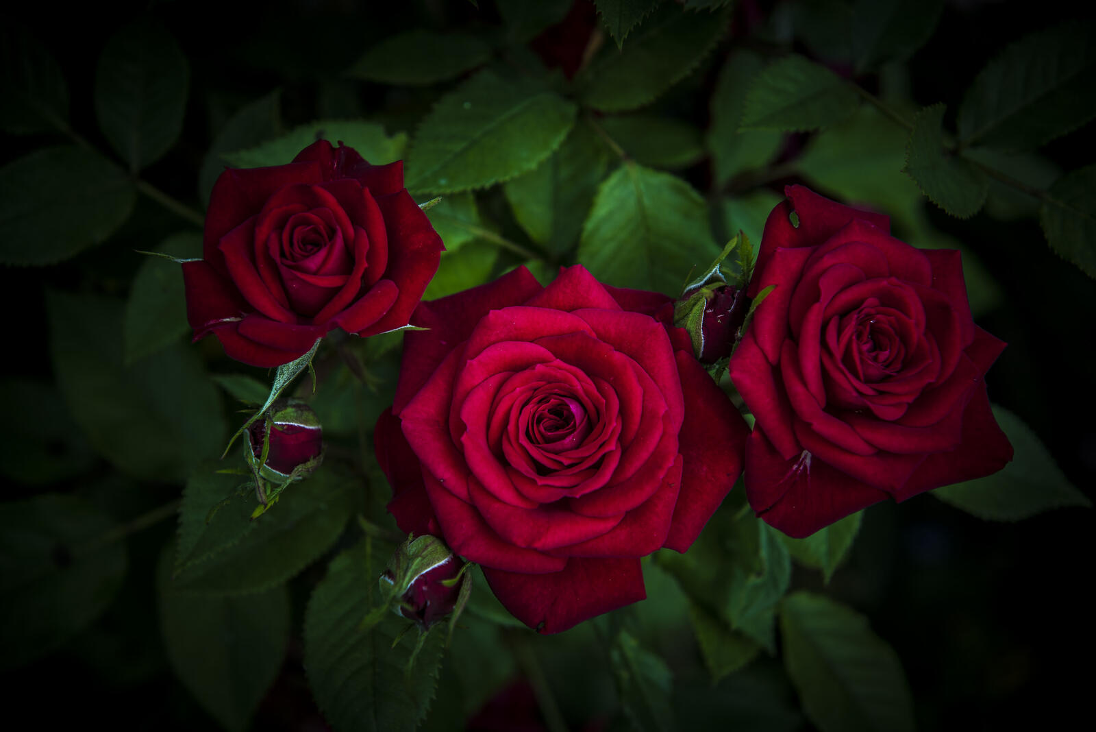 Free photo Photo to see the roses, flowers