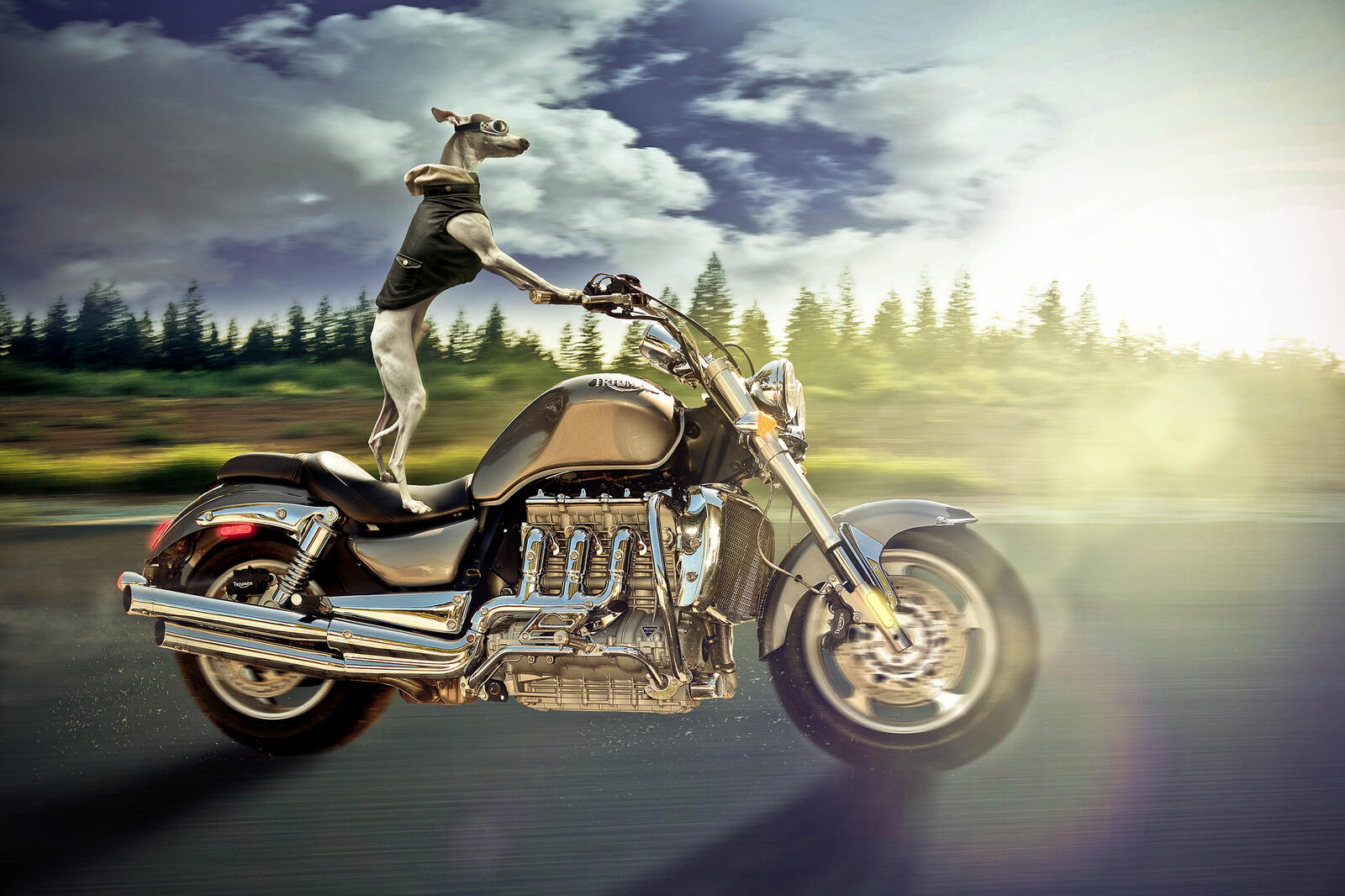 Wallpapers Ruff Rider motorcycle dog on the desktop
