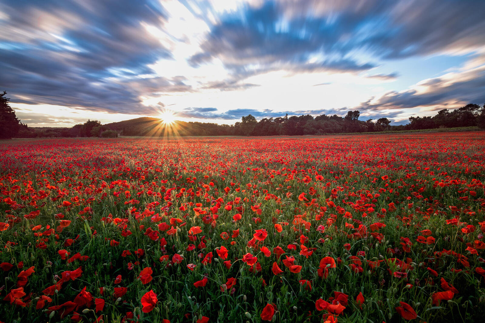 Wallpapers poppies sun light red flowers on the desktop