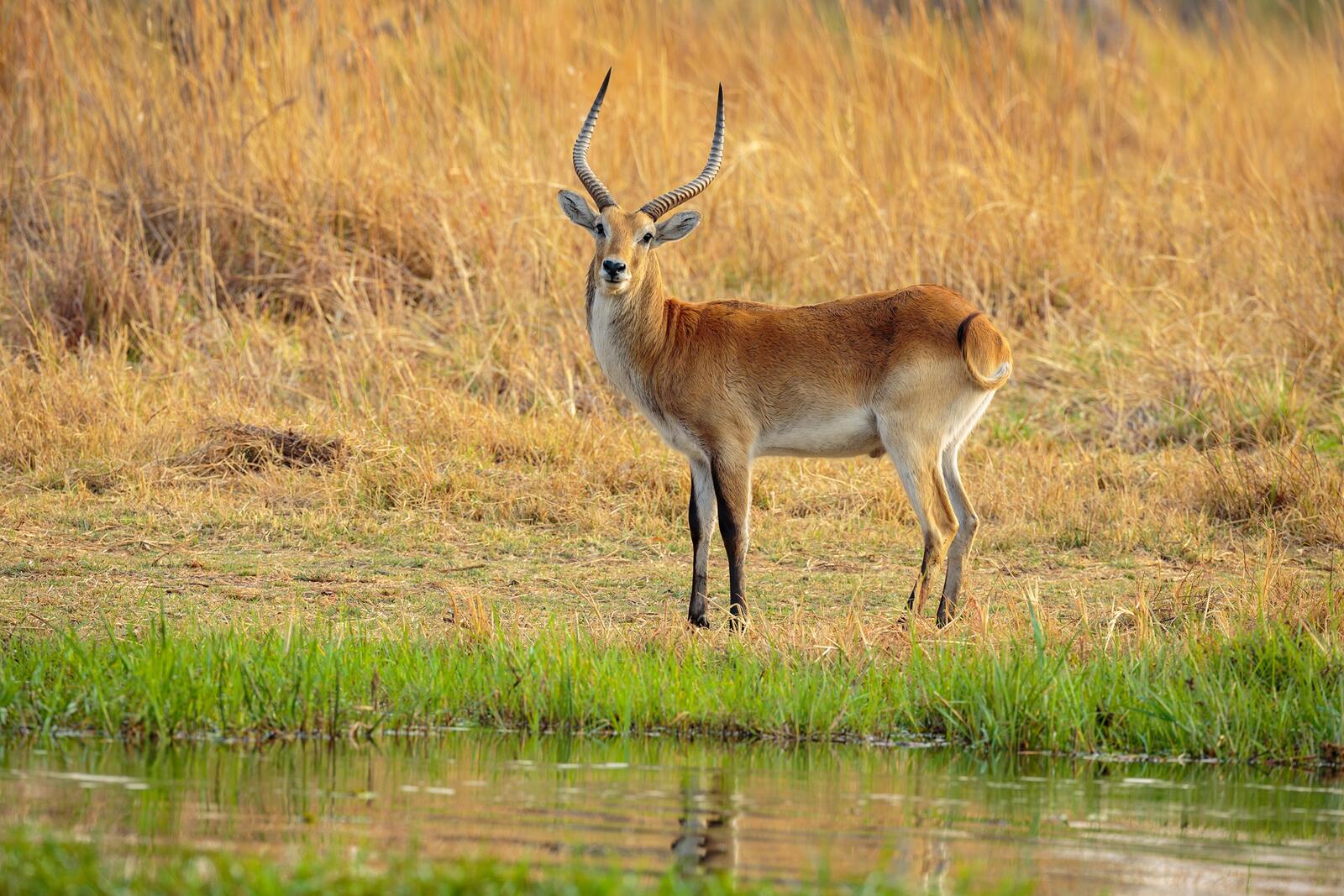 Wallpapers animals antelope horns on the desktop