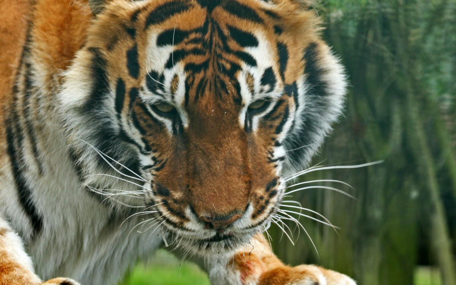 усы тигр полосатый