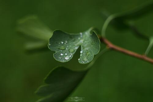 Капли дождя на зеленом листке