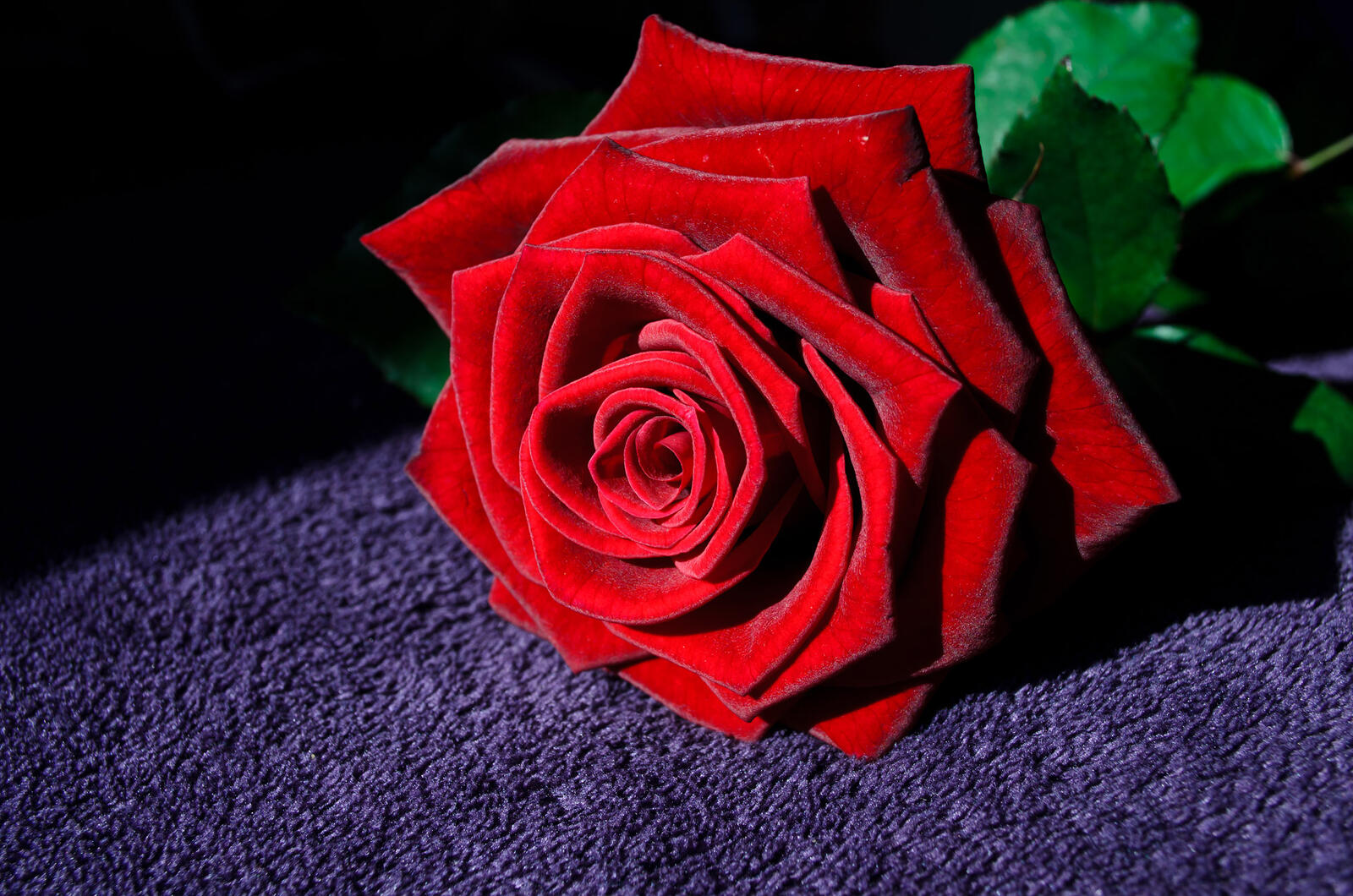 Обои роза цветочная композиция оригинал на рабочий стол