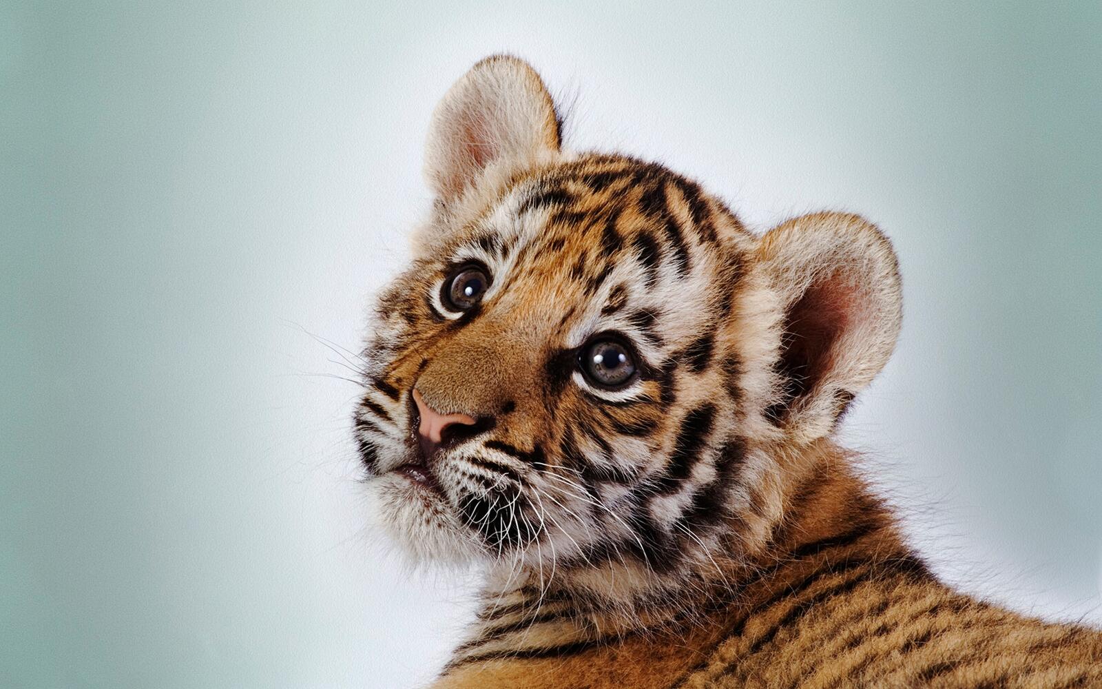 Wallpapers tiger tiger cub toddler on the desktop