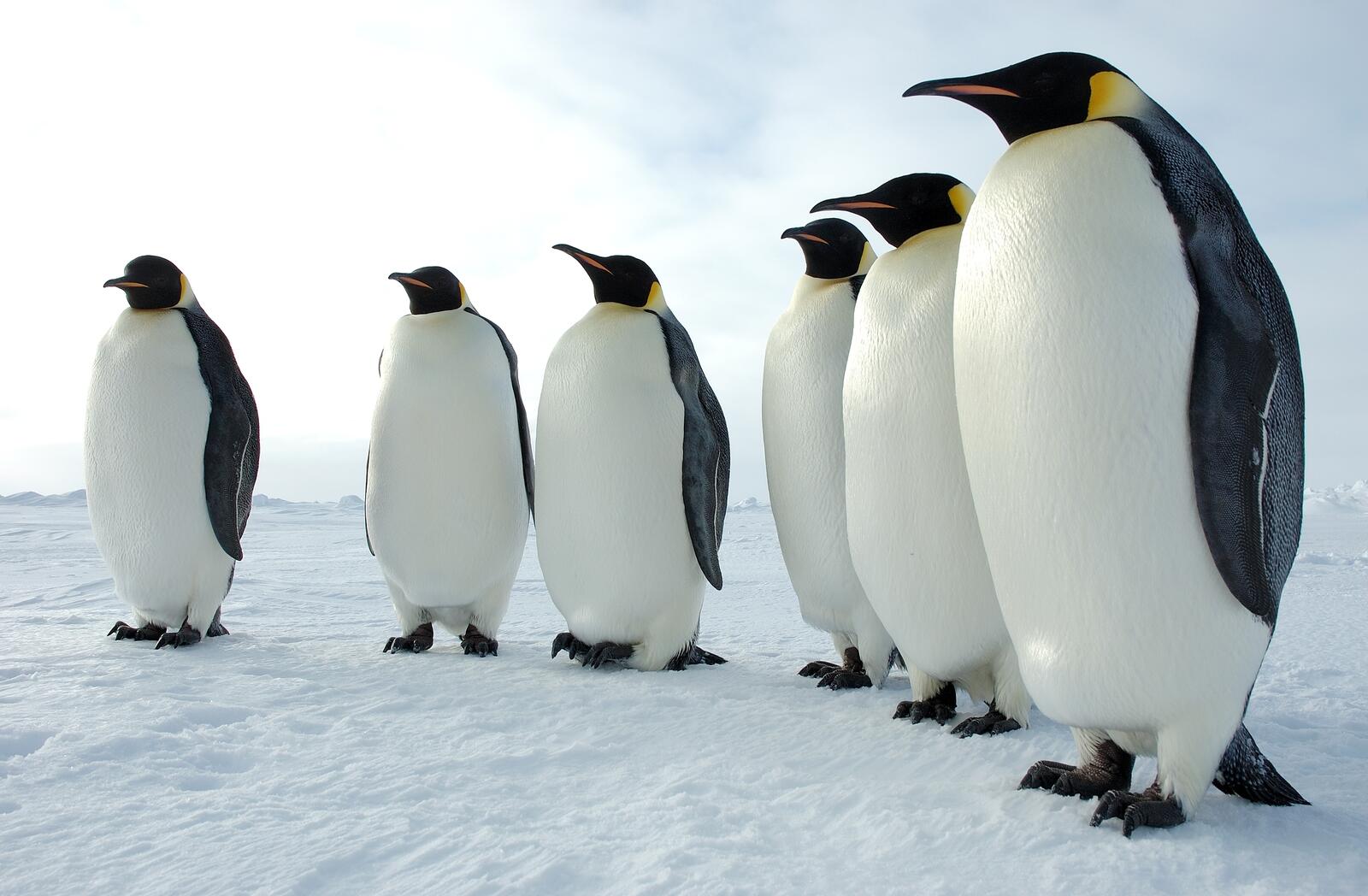 Обои обои пингвины снег Арктика на рабочий стол