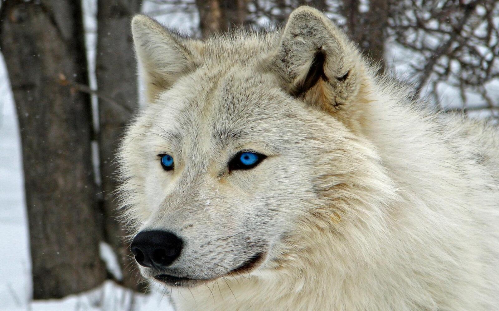 Обои белый волк величественная голубые глаза на рабочий стол