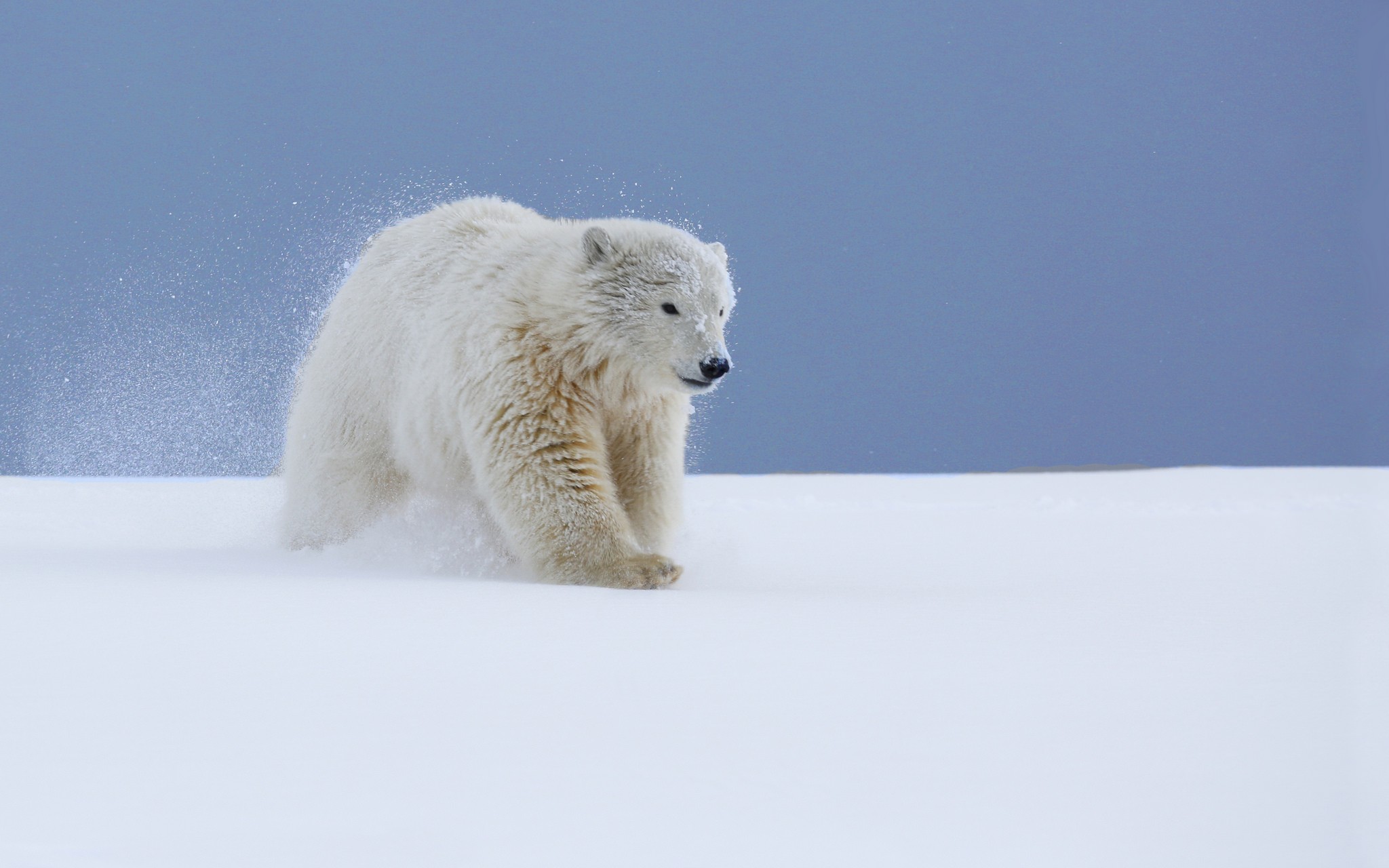 Фото бесплатно снег, млекопитающее, медведь