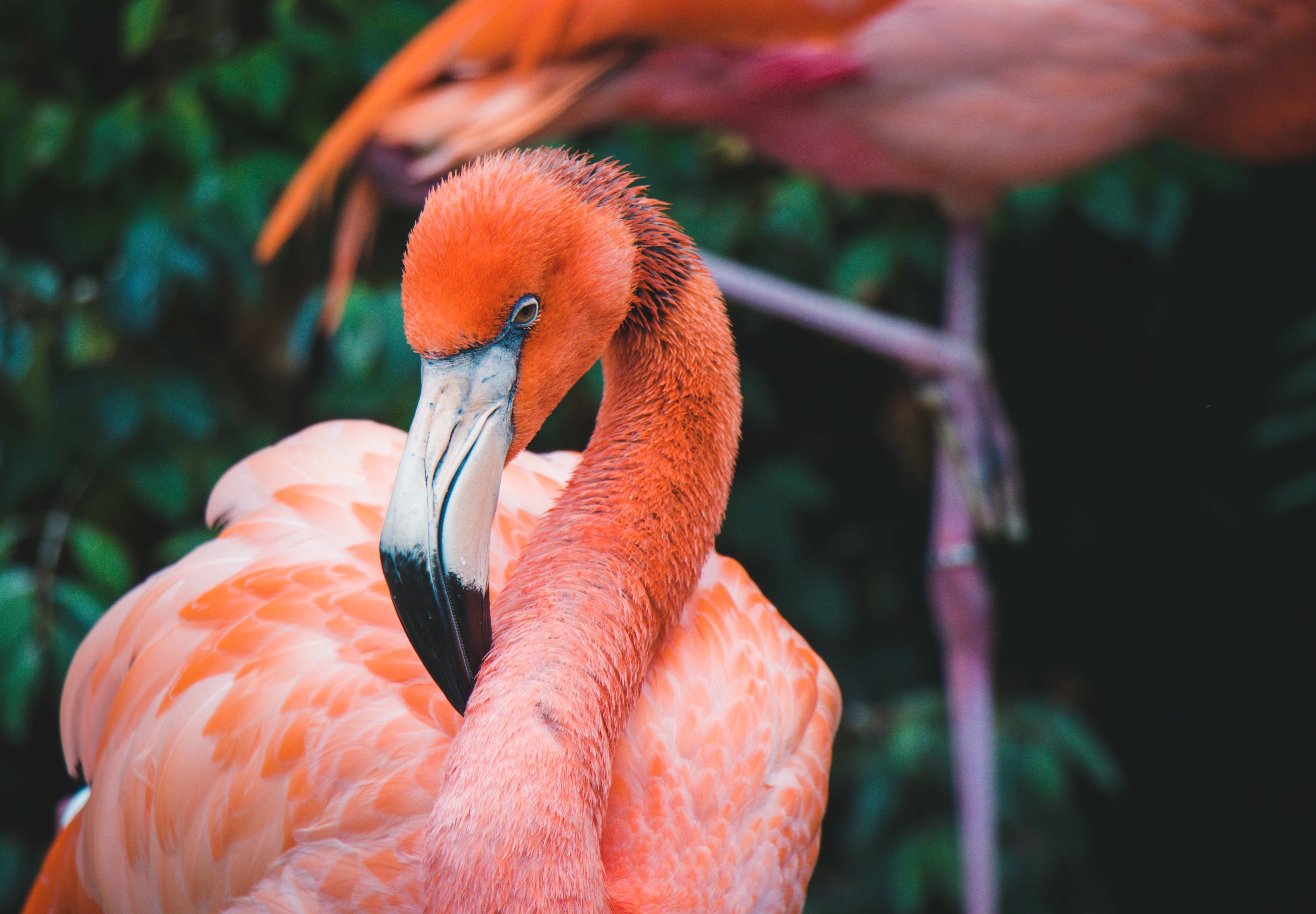 Фото бесплатно клюв, обои фламинго, птицы
