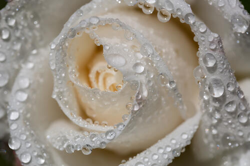 Белая роза в каплях воды