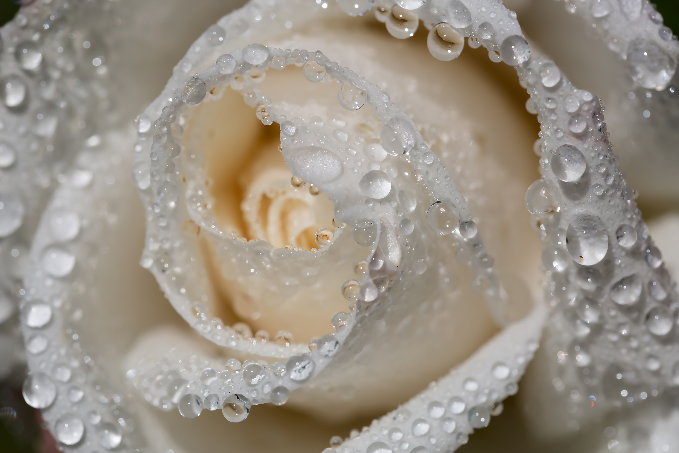Белая роза в каплях воды · бесплатное фото