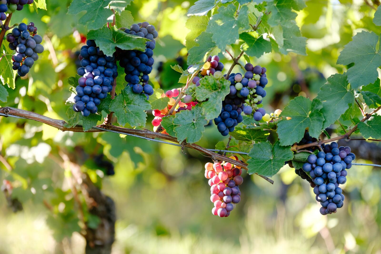 Обои виноград ветви грозди на рабочий стол