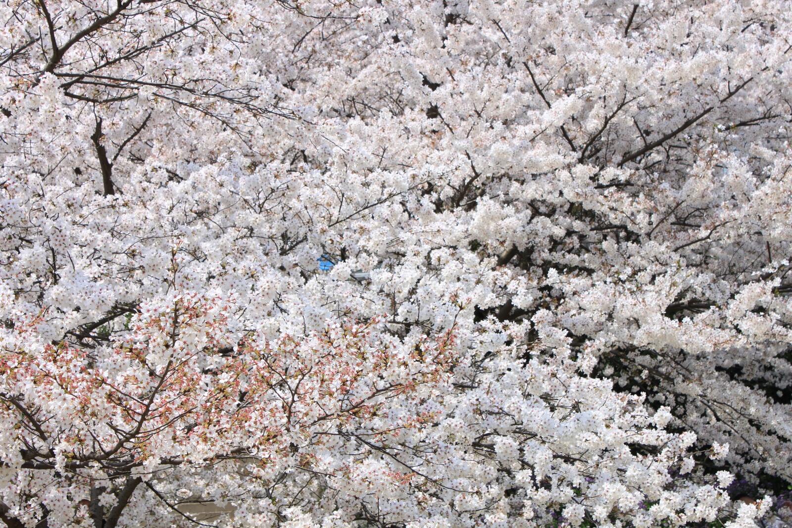 Бесплатное фото Большое дерево с белыми цветами на ветках
