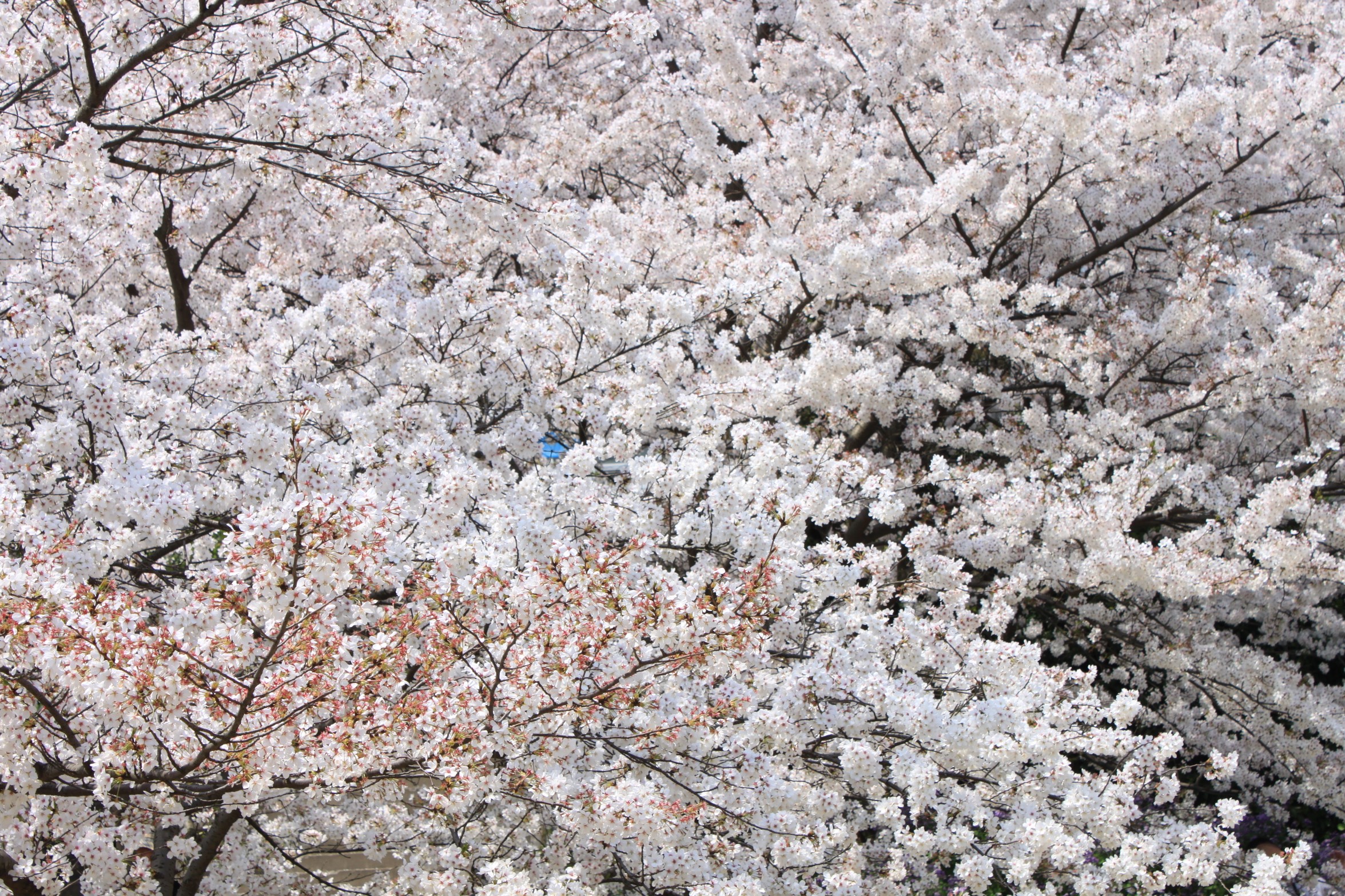 免费照片一棵大树，树枝上开着白花
