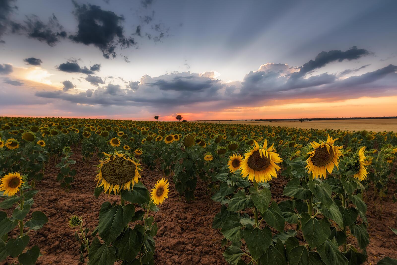 Wallpapers landscapes sunset sunflower field on the desktop