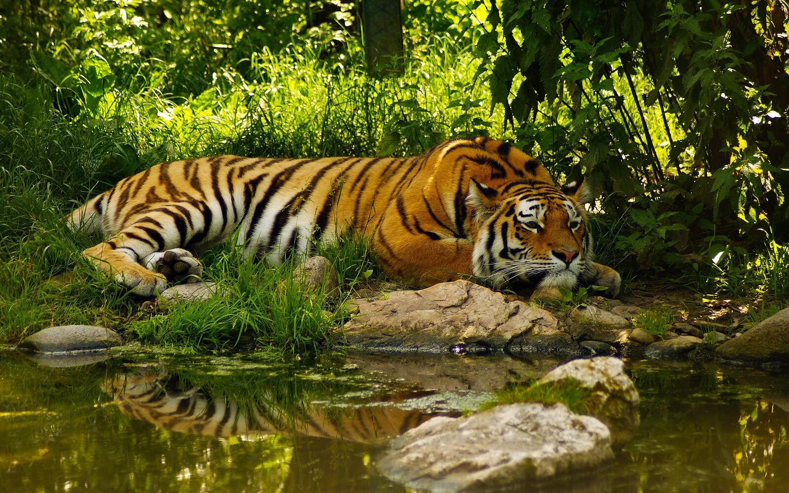 Wallpapers animals tiger wildlife on the desktop