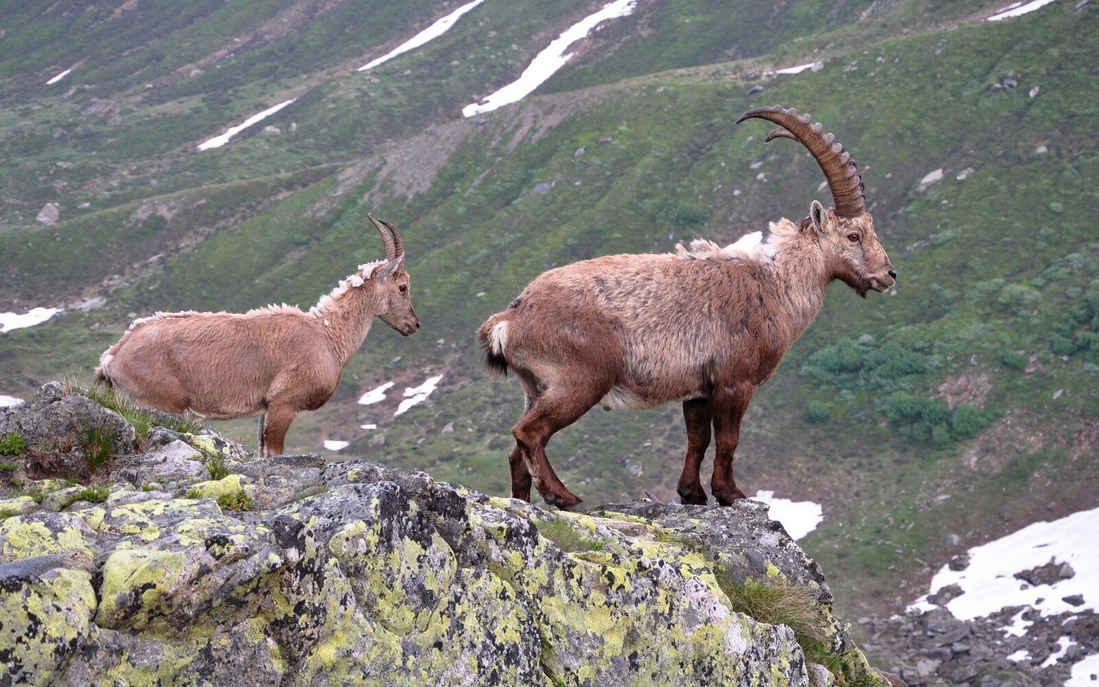 Wallpapers goats mountains couple on the desktop