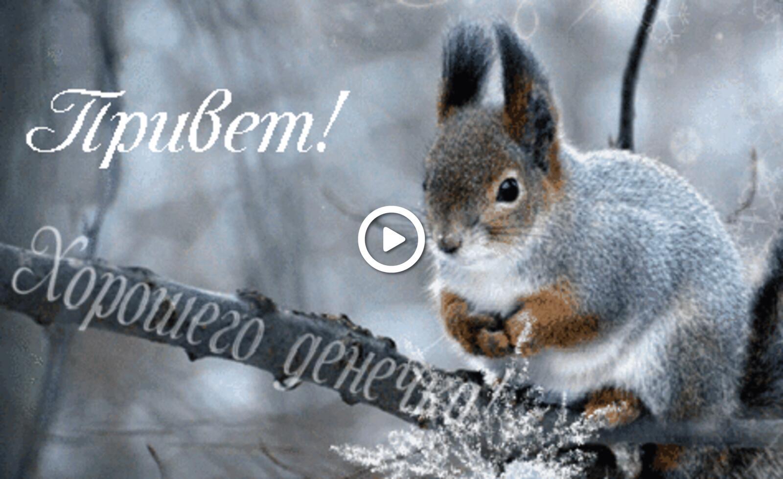 A postcard on the subject of hello greeting cards squirrel for free