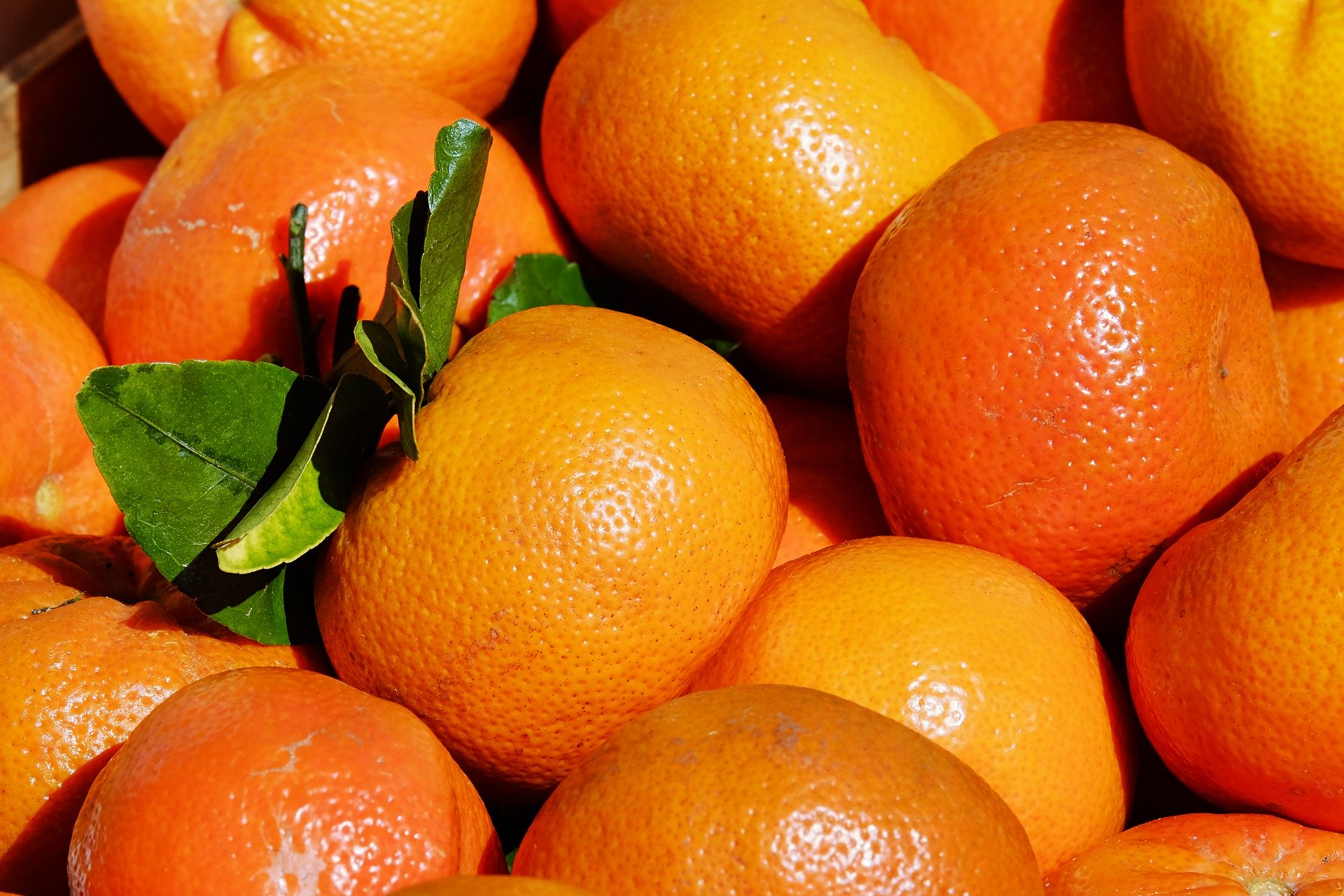 桌面上的壁纸柑橘 新鲜柑橘 很多橘子