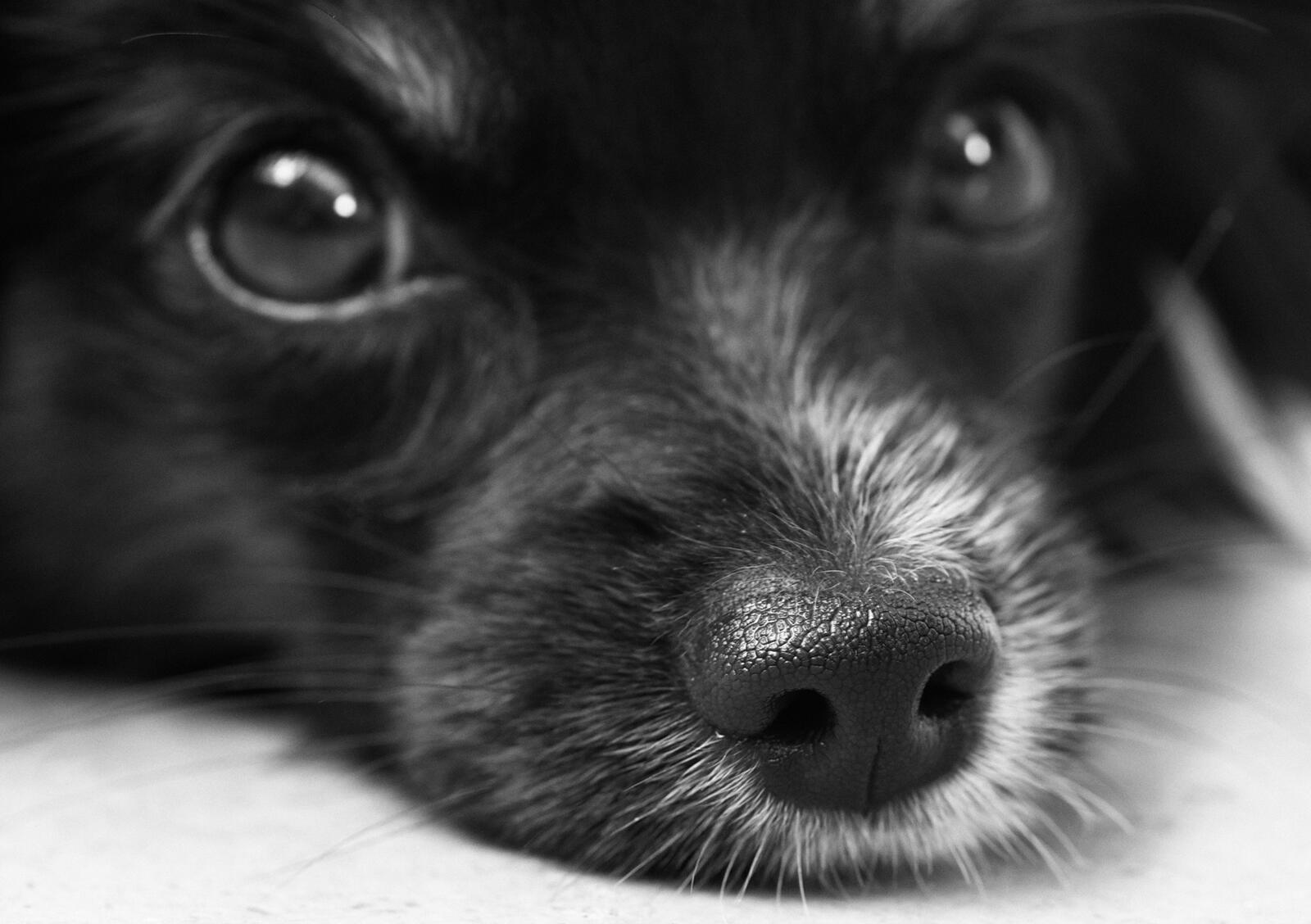 Wallpapers black and white hair puppy on the desktop