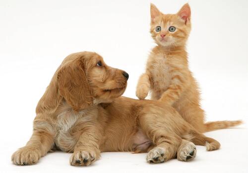 Red kitten with puppy on white background