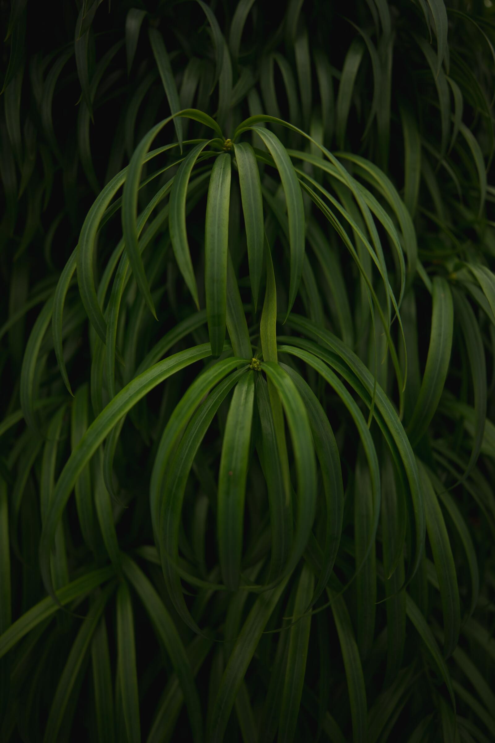 Wallpapers glossy leaves green plants macro on the desktop