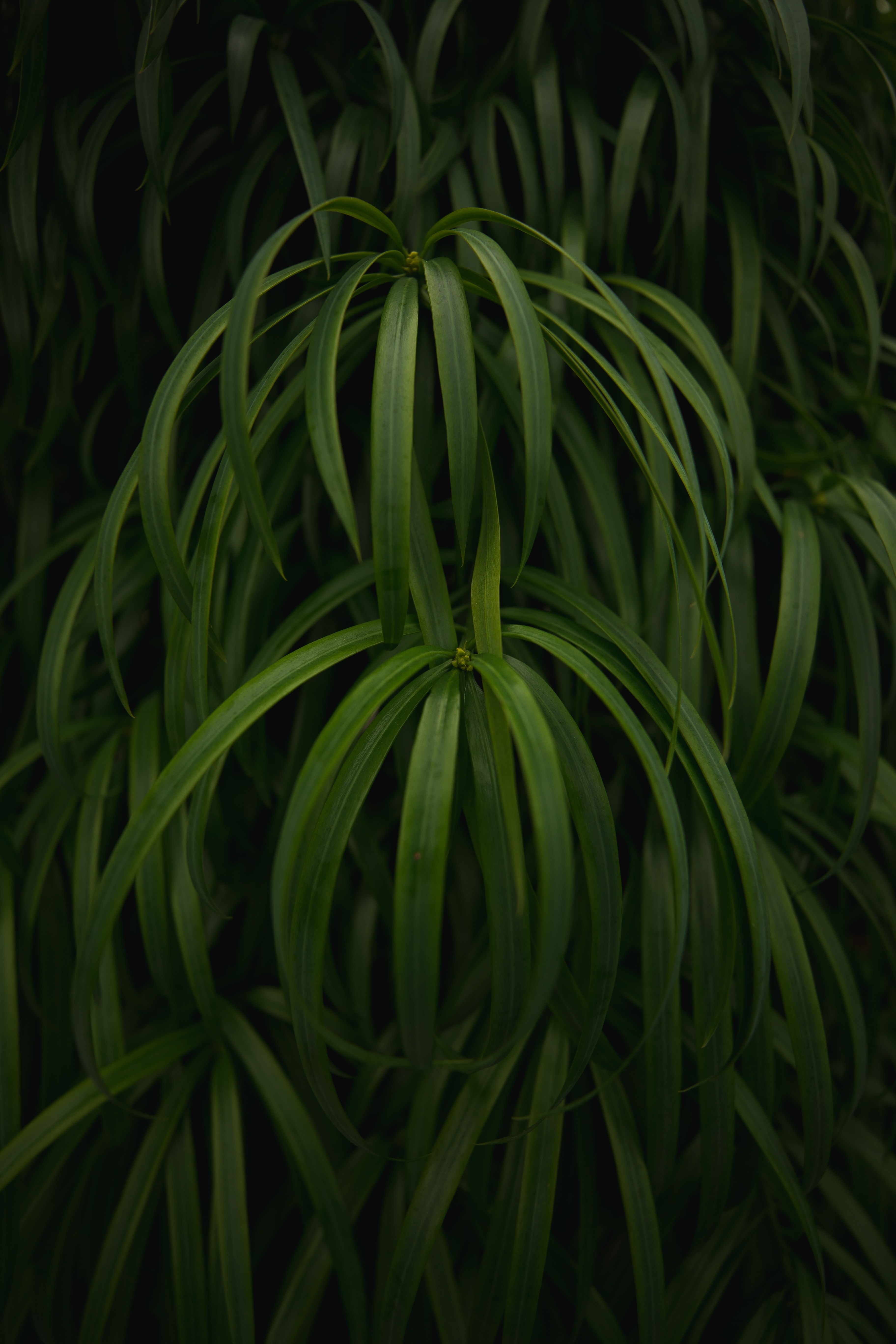 Фото бесплатно глянцевые листья, зеленые растения, макро