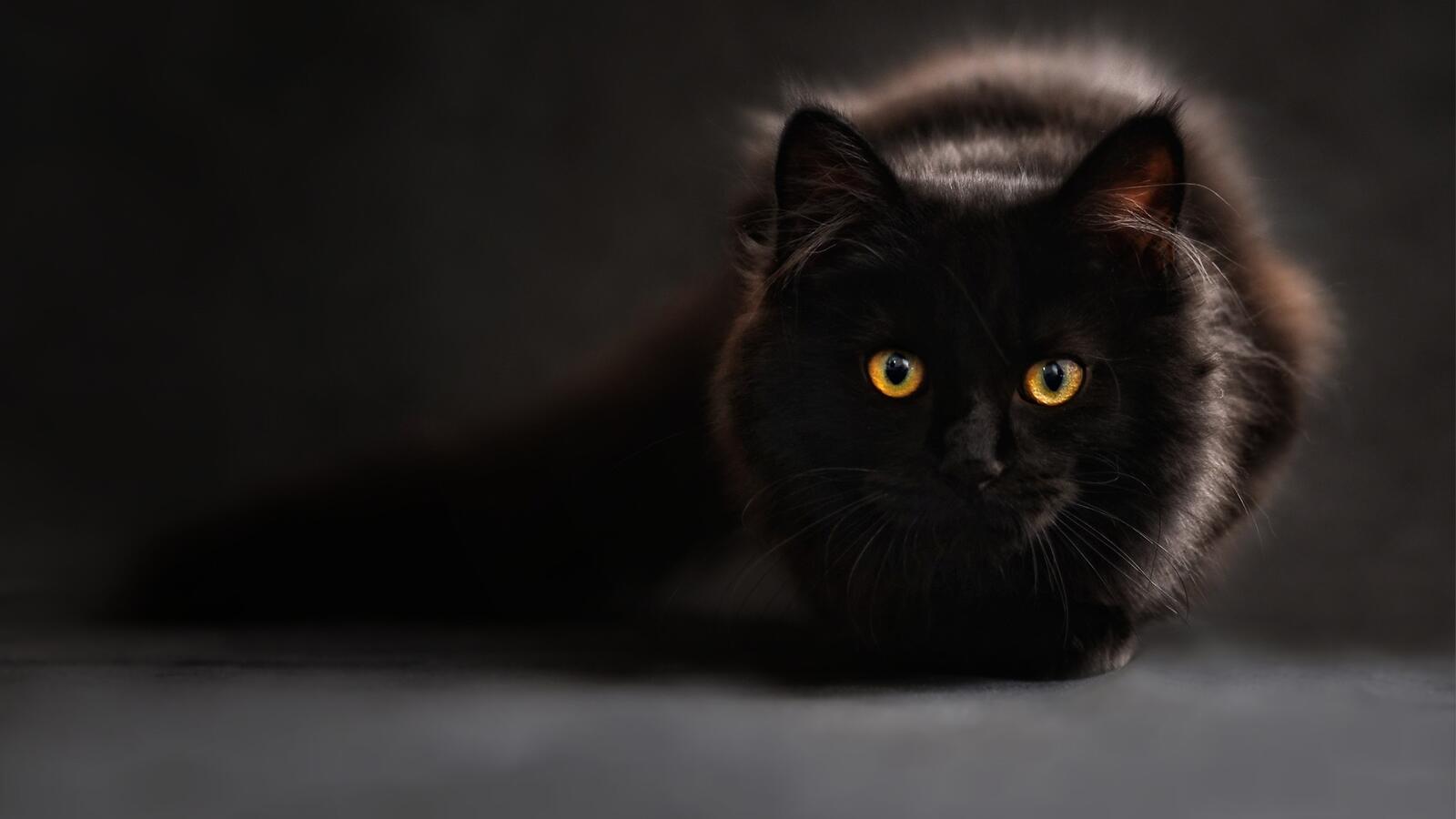 桌面上的壁纸对着镜头 黑猫壁纸 黑猫