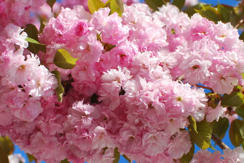Cherry blossoms in Moscow