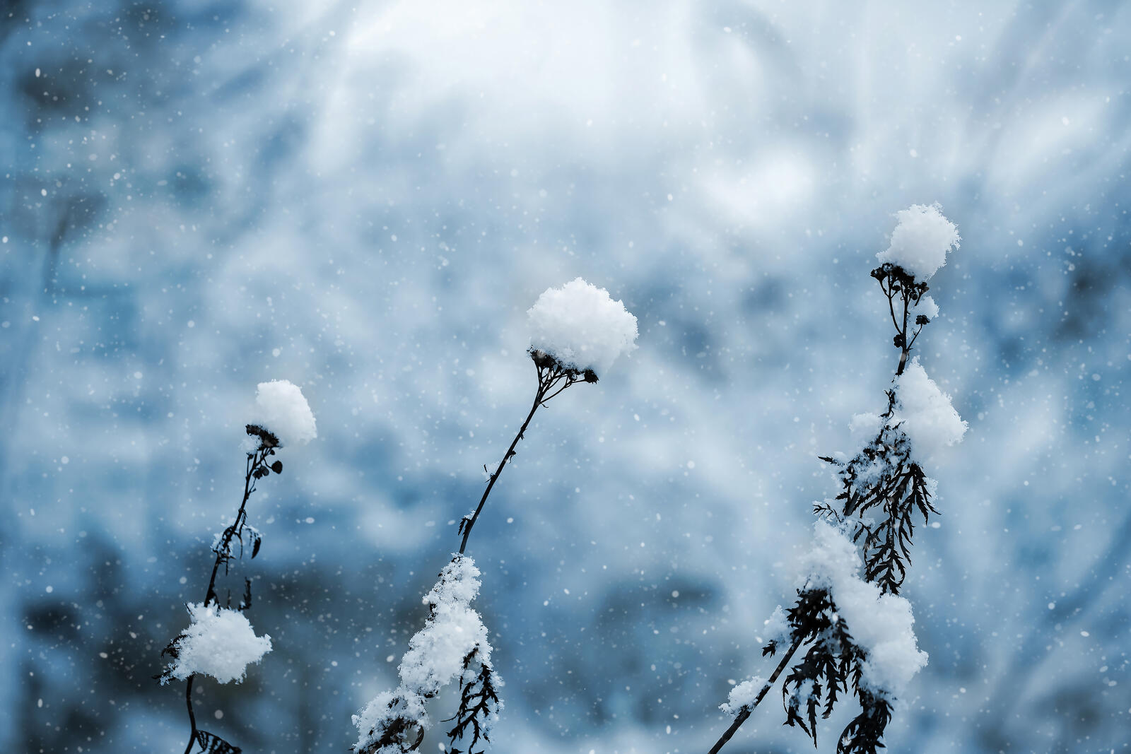 Бесплатное фото Снег на траве