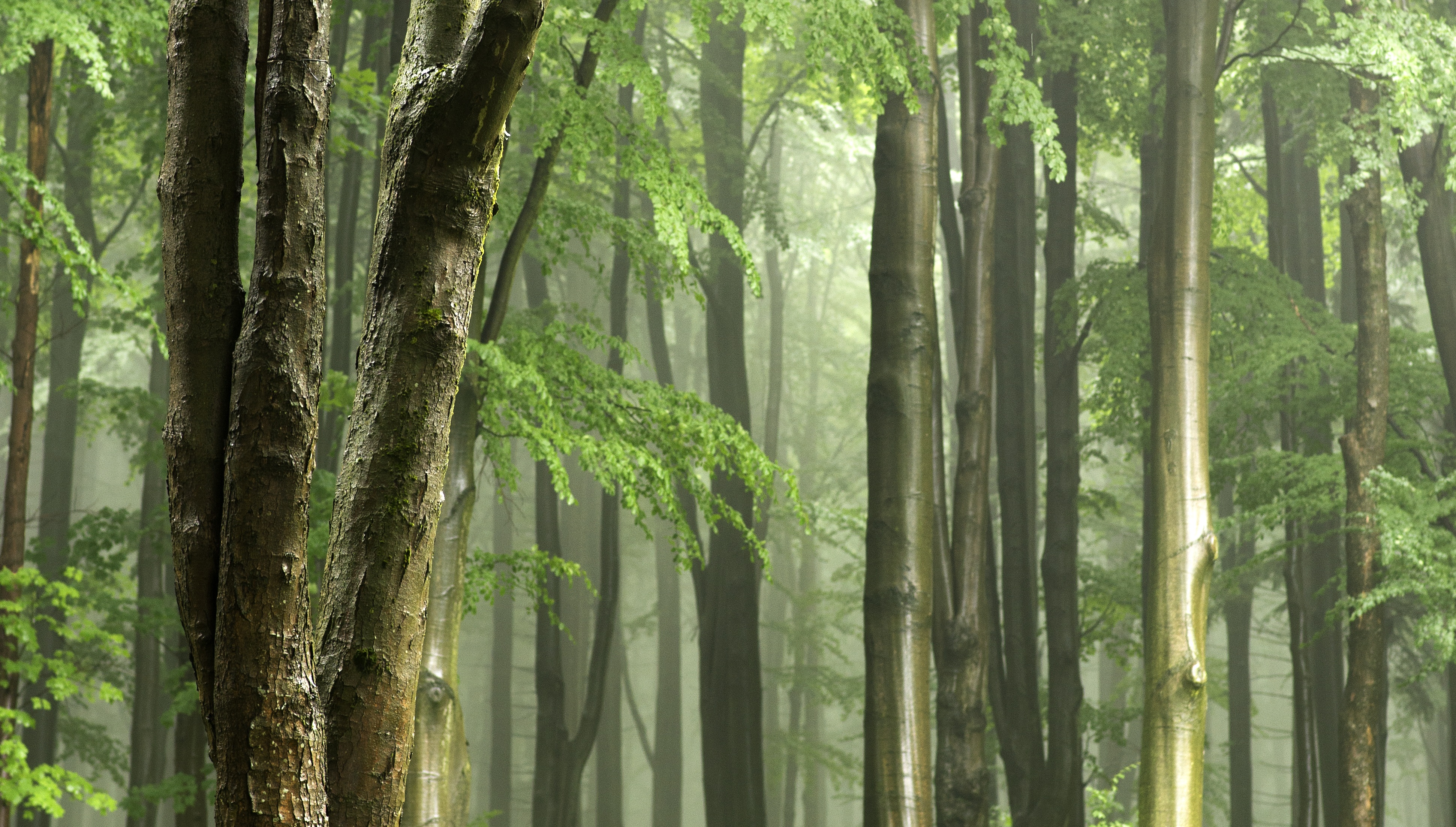 Фото бесплатно дерево, природа, лес