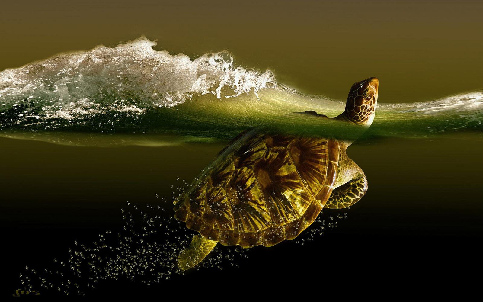 Бесплатное фото Морская черепашка  в воде