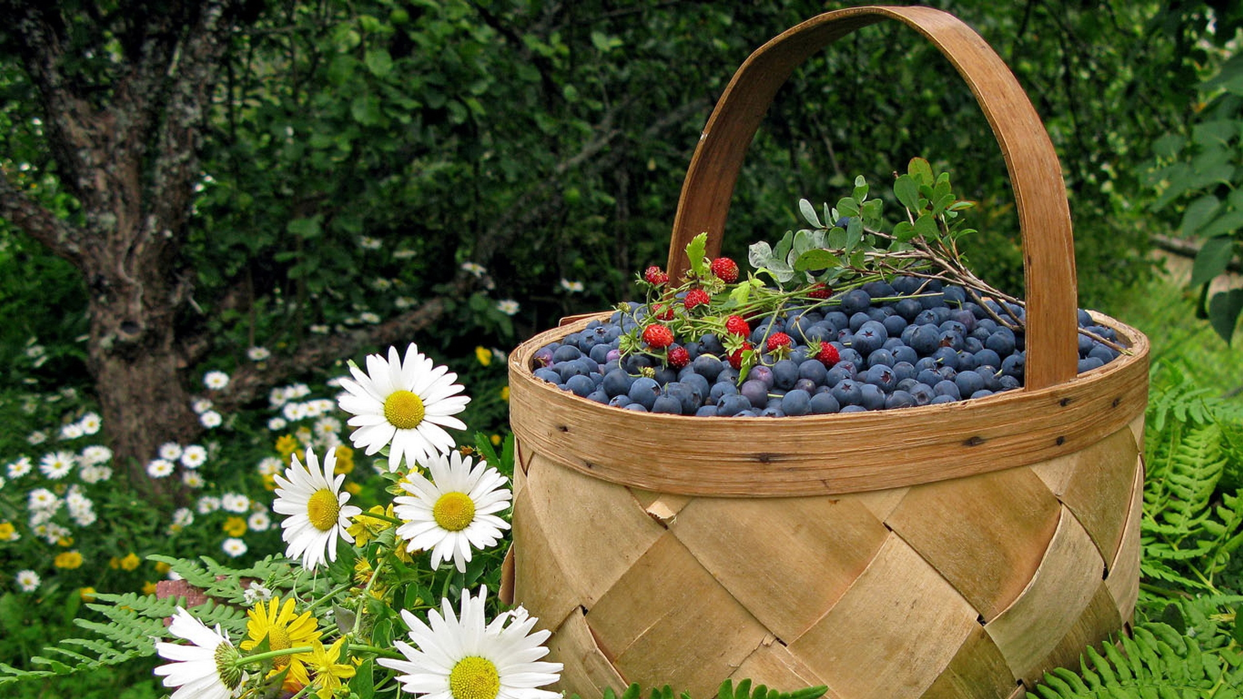 Wallpapers basket berry blueberry on the desktop
