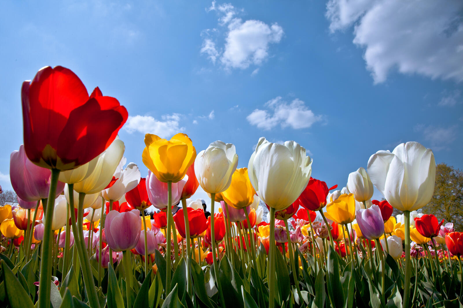 Обои много цветов поле тюльпаны на рабочий стол