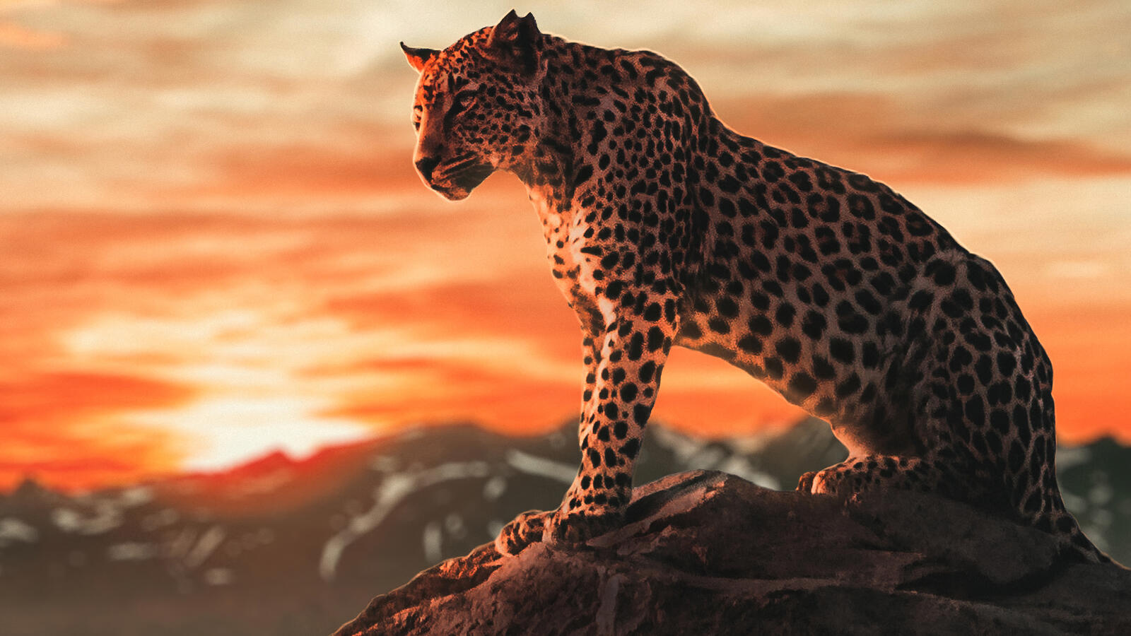 Wallpapers cheetah animals cats on the desktop